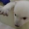‘아둥바둥’ 아기 북극곰, 첫목욕 장면 공개