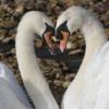 사랑하면 이들처럼…하트(♥) 그리는 백조 부부