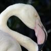 ‘최소 83세’ 세계 최고령 플라밍고 세상 떠나다