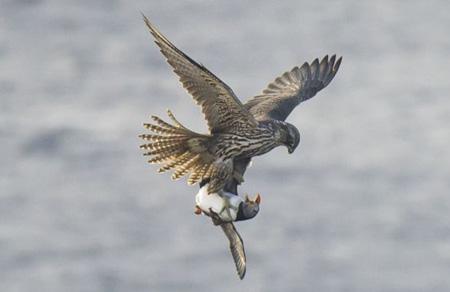 “살려주세요!”…오리 낚아 챈 거대 매 포착