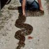 美국립공원서 무려 5.5m ‘거대 비단뱀’ 발견