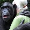 “말하지 않아도…” 침팬지와 이별하는 구달 박사