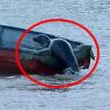 “딱~ 걸렸어” 보트 훔치는 엉큼한 물개 포착