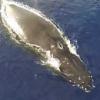 드론으로 ‘찰칵’…엄마와 유영하는 아기 혹등고래