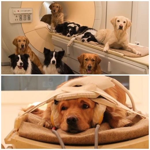 실험에 참가 중인 개들의 모습 <MTA-ELTE Comparative Ethology Research Group in Hungary 제공>