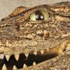‘단추 이빨’ 가진 1억 2600만년 전 신종 악어 발견