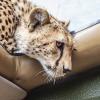“지켜보고 있다” 치타의 ‘오싹 눈빛’ 포착