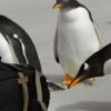 [포토스토리] 남극 펭귄 “사진작가 어디갔어?”