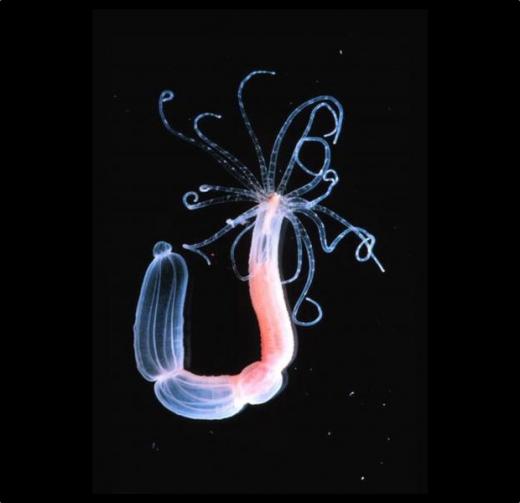 말미잘 Sea anemone