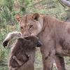 [포토 story] 원숭이 살육한 사자, 홀로 남겨진 새끼 돌보다