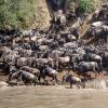 100만 ‘누’ 떼의 탈출…아프리카의 잔인한 봄
