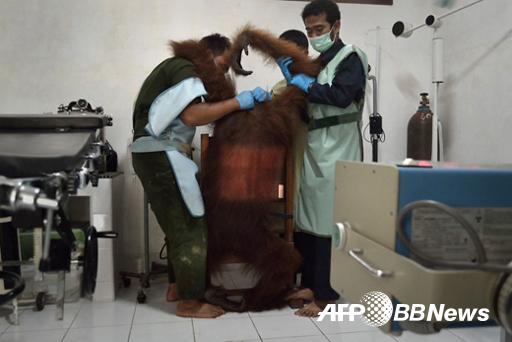 수마트라 오랑우탄 한 마리가 신체 검사를 받고 있다.(ⓒ AFPBBNews=News1)