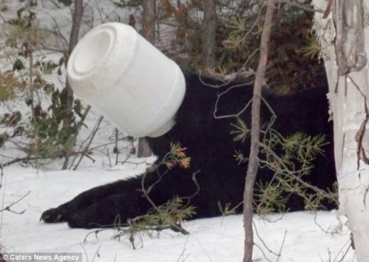 실사판 ‘곰돌이 푸’…통에 머리 낀 야생곰