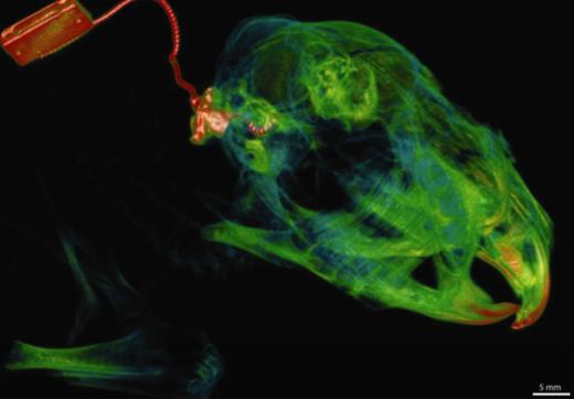 기니피그를 대상으로 진행된 ‘생체공학 귀’ 동물실험 모습