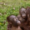 서로 꼭 껴안은 오랑우탄의 슬픈 가족사진