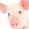 “돼지방광이 손상된 인체근육 회복시켜”