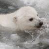호기심 가득…아기북극곰의 첫 얼음수영