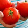 “토마토, 남성 불임치료에 도움”