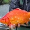 ‘무려 40cm’ 인간이 자초한 ‘거대 금붕어’의 반란
