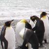 남극 펭귄 배경으로 웃는 물개 사진 화제