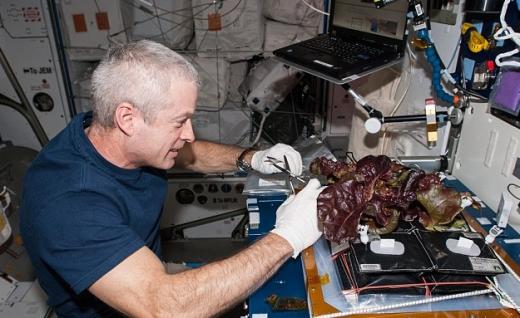 국제우주정거장(ISS)에서 진행중인 식물재배 실험 모습 국제우주정거장(ISS)에서 진행중인 식물재배 실험 모습
