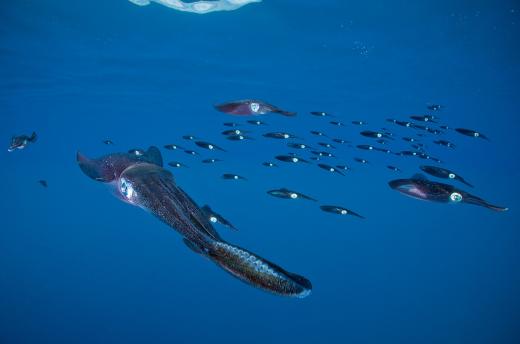숄링 리프 스퀴드(Shoaling reef squid), 토비아스 베른하르트(독일)