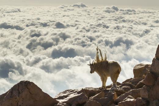베드 헤어 데이(Bad hair day), 고든 일링(미국)