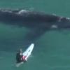 서퍼에 접근해 장난질 치는 거대 고래 포착