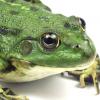 “동면(冬眠)개구리 유전자에 인류 화성탐사 열쇠있다”