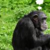 침팬지와 ‘수화’를? 66가지 제스처 해독 성공