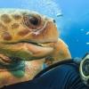 “같이 찍어요!” 거대 바다거북의 돌발 셀카 화제