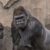 “고릴라들은 서로 ‘악취’로 의사소통 한다”