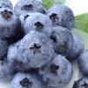 당신이 몰랐던 ‘블루베리’의 진실 5가지