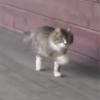 이게 바로 진짜 캣워크…고양이 ‘이색 걸음’ 화제