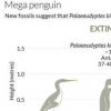3700만년 전 사람만한 ‘키 2m’ 펭귄 살았다