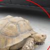 “주인 찾아요”… 도로 한복판 점령한 ‘대형 거북’ 체포