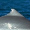 호주에만 사는 ‘신종 돌고래’ 찾았다