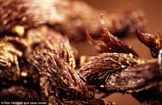 약 6000년 전 미라 수의 확대 사진