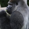 희귀 ‘직립보행 고릴라’…24번째 생일 맞아
