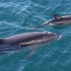 돌고래도 입양한다…‘다른종 새끼’ 양육 포착