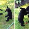 새끼곰들의 들판 ‘복싱 결투’… “실감 나네”