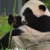 관심 받으려 ‘상상임신’ 한 판다…中 깜짝