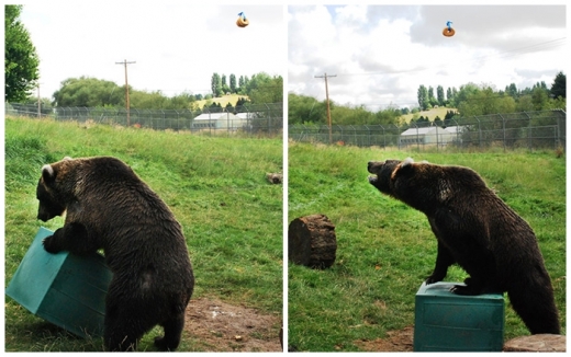 플라스틱 박스를 이용해 도넛에 접근하는 회색 곰