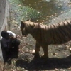 인도 동물원서 술취한 남자, 백호에 물려 숨져