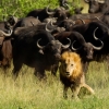 현실에 재현된 라이온 킹…물소 떼에 짓밟힌 수컷사자의 최후