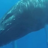바닷속에서 잠든 혹등고래 ‘수면 모습’ 포착 (영상)