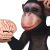 원숭이 지능은 ‘3살 아이’ 수준과 비슷해 (연구)