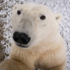 “이게 카메라군” 3m 거대 북극곰의 ‘귀염 셀카’