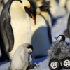 겁많은 황제펭귄 연구하는 ‘로봇 펭귄’ 화제