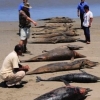 바다사자 187마리 떼죽음...남미서 ‘동물 집단자살’ 잇따라